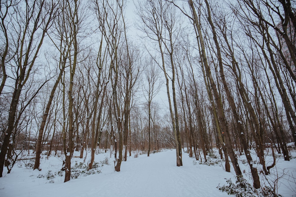 bare trees on snow covered ground during daytime