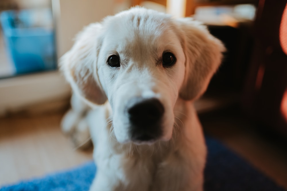 golden retriever puppy lying on blue textile