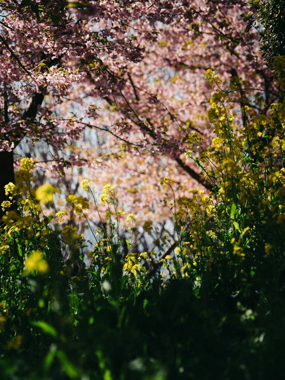 white cherry blossom tree during daytime