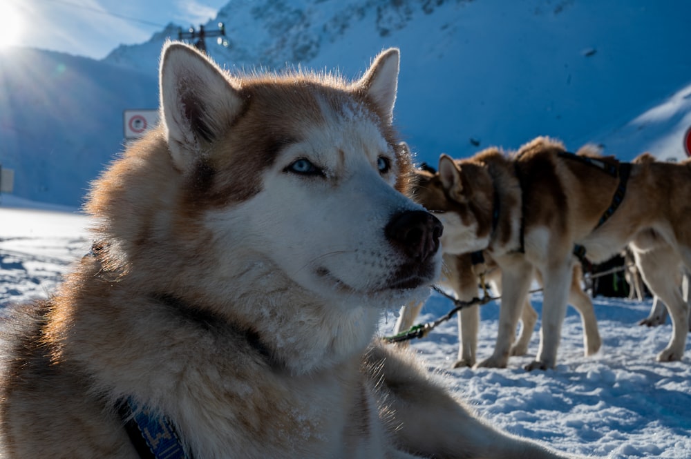 brown and white siberian husky on snow covered ground during daytime