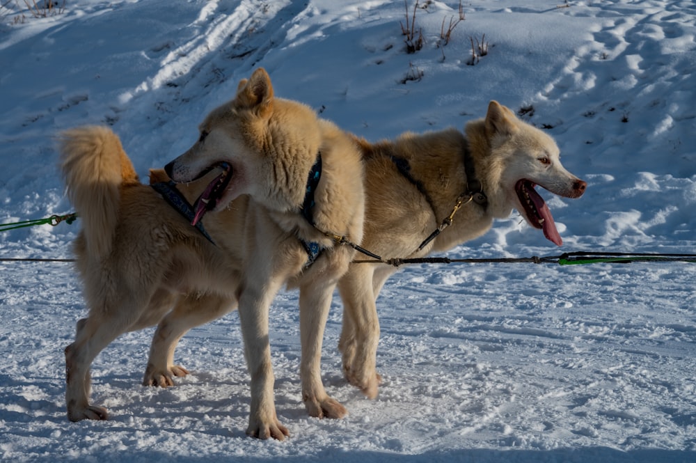 brown and white dogs on snow covered ground during daytime