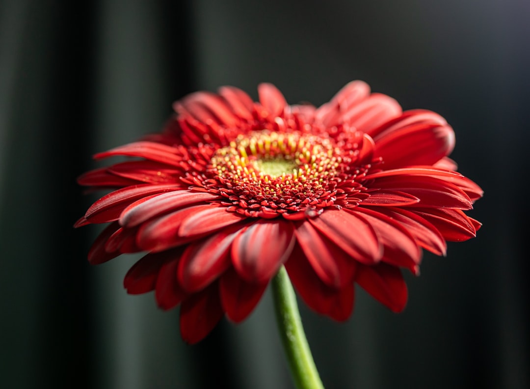 red daisy in bloom during daytime
