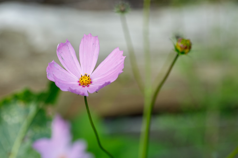 purple flower in tilt shift lens