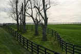 leafless tree on green grass field near body of water