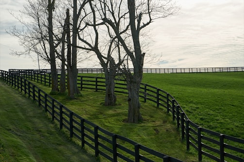 leafless tree on green grass field near body of water