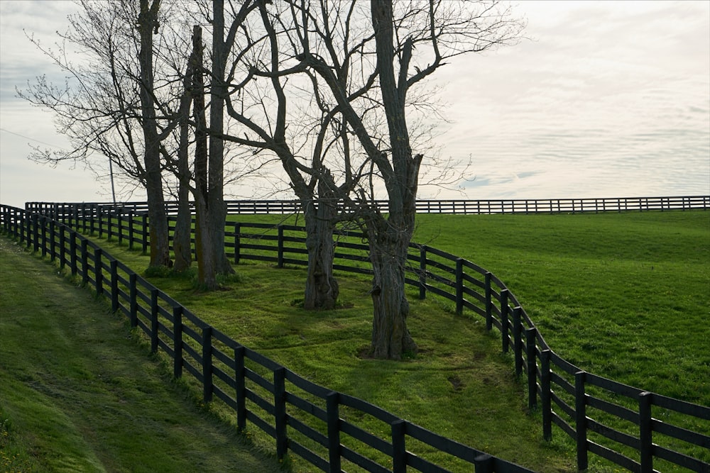 leafless tree on green grass field near body of water