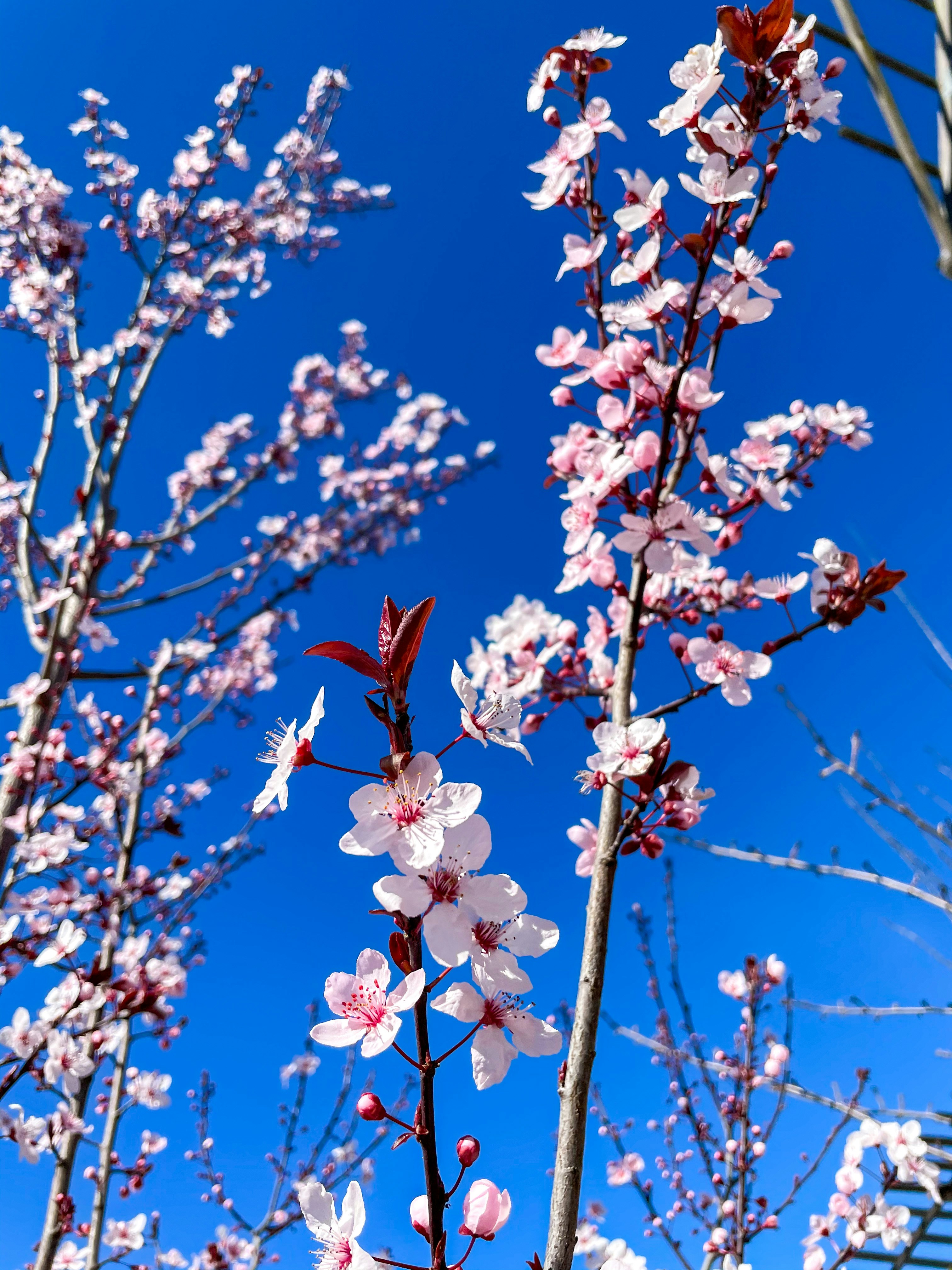 昼間の青空の下のピンクの桜の写真 Unsplashの無料青い写真