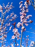 pink cherry blossom under blue sky during daytime