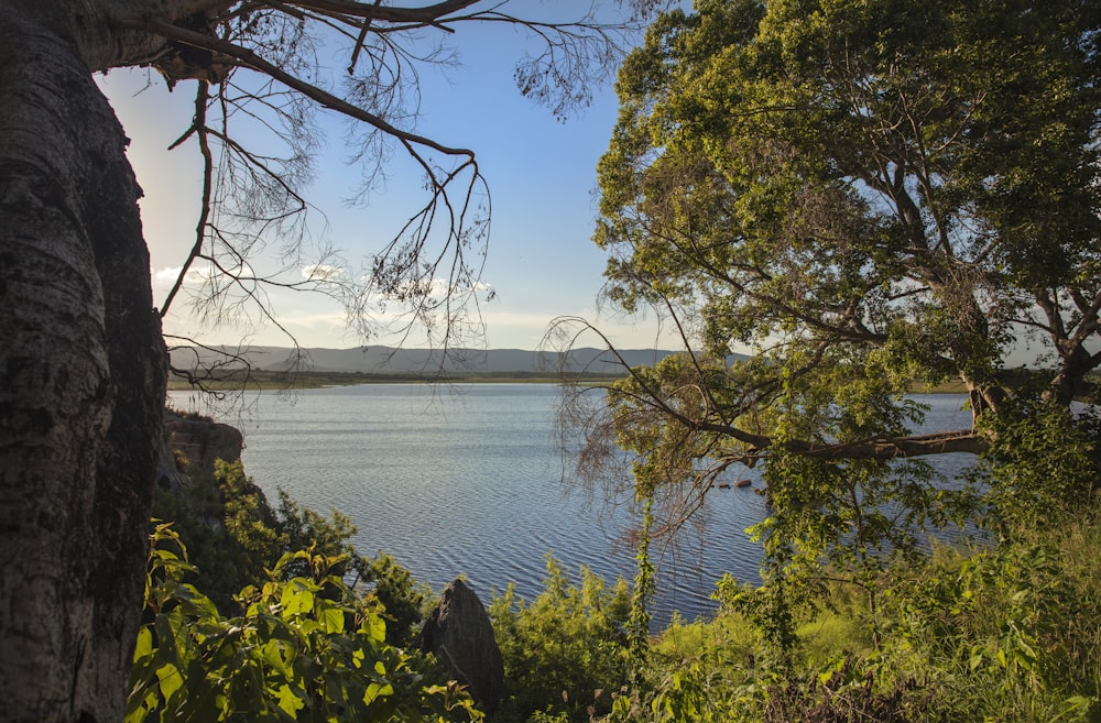 green trees beside body of water during daytime