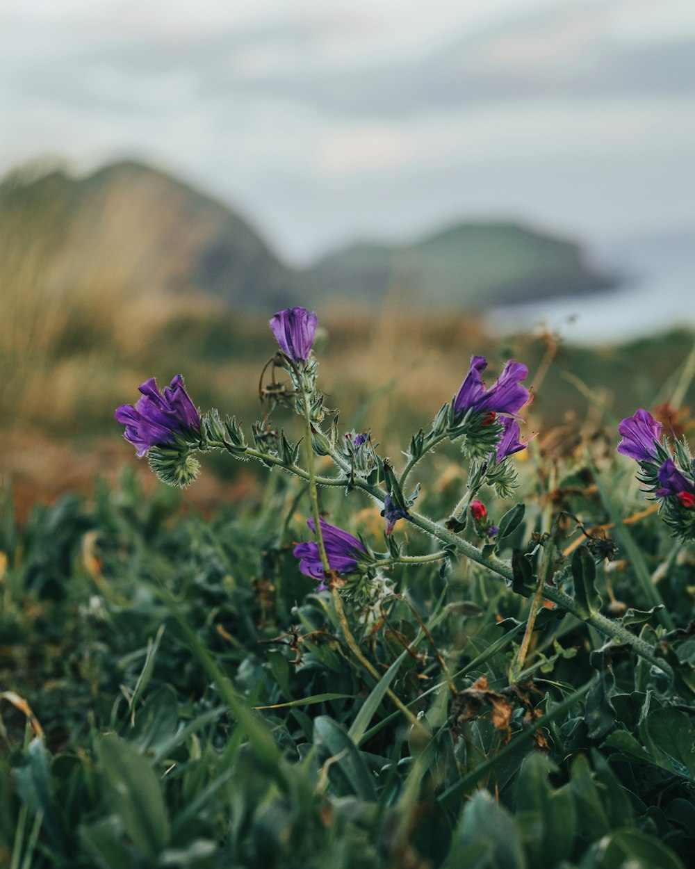 purple flower on green grass field during daytime