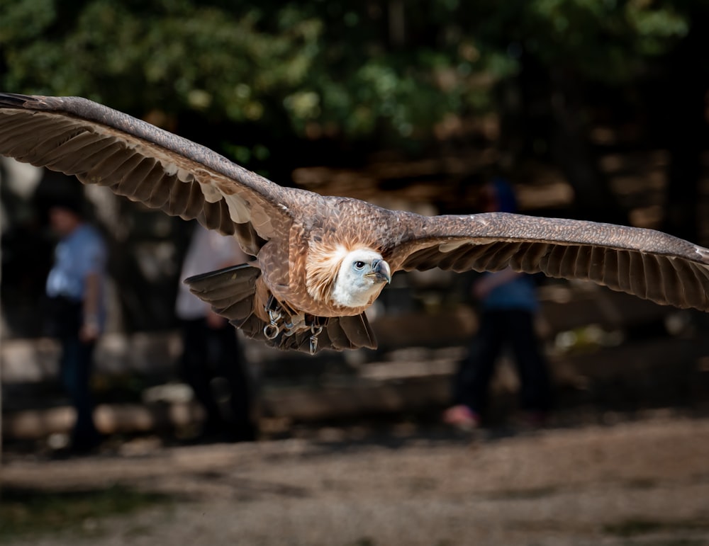 brown and white bird flying during daytime