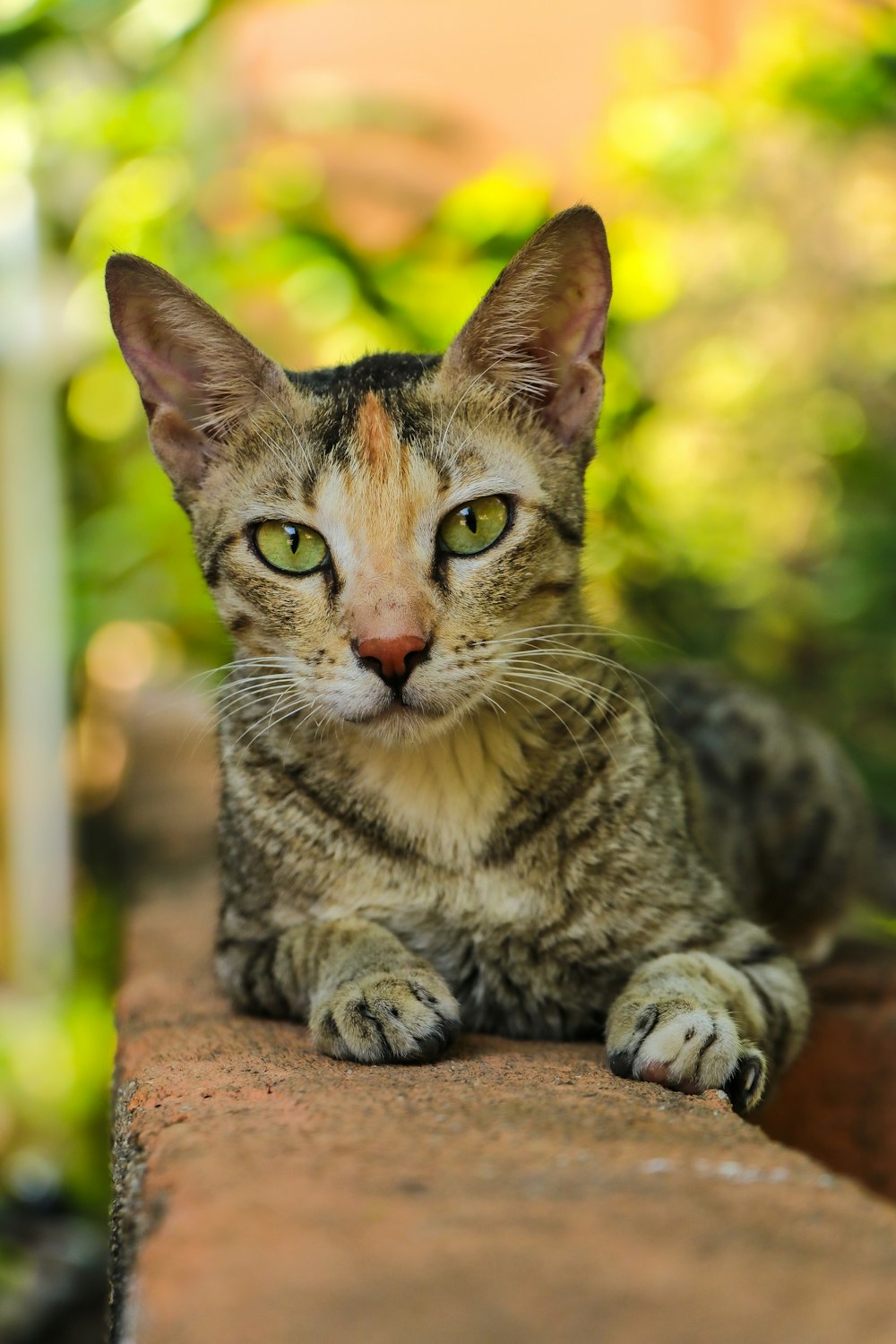 brown tabby cat on brown wooden table during daytime