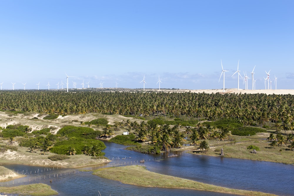 green trees near body of water during daytime