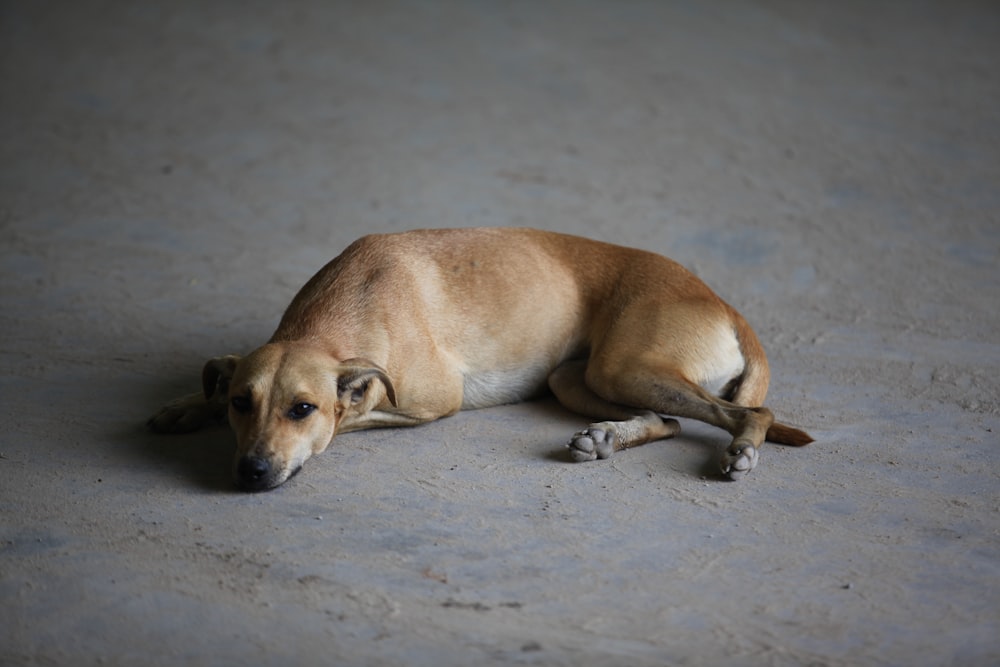 brown short coated dog lying on gray sand