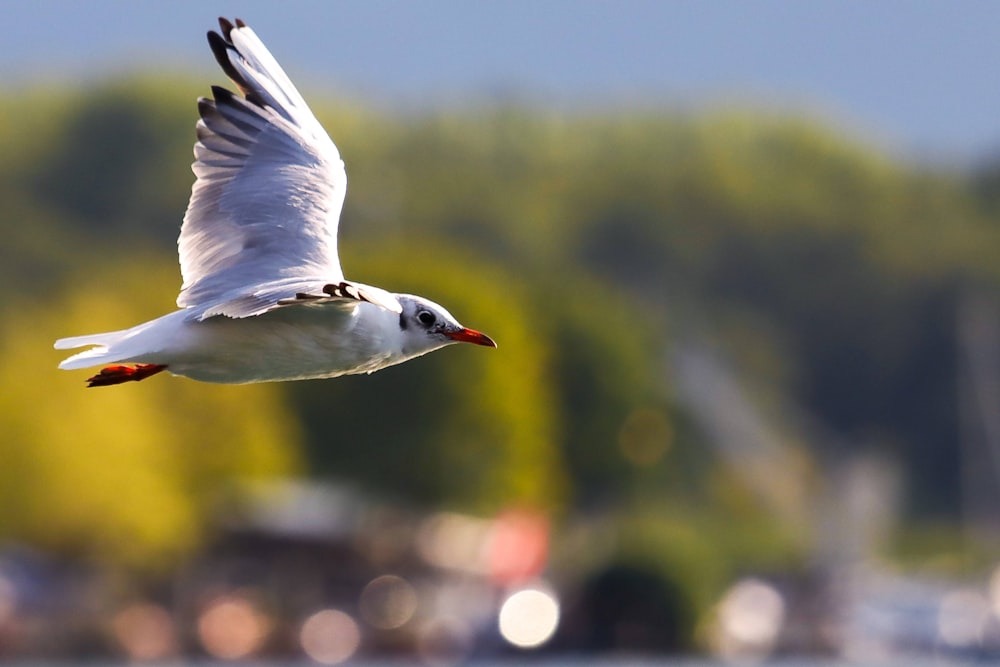 white bird flying during daytime