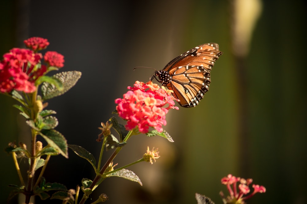 Mariposa monarca posada en flor rosada en fotografía de primer plano durante el día