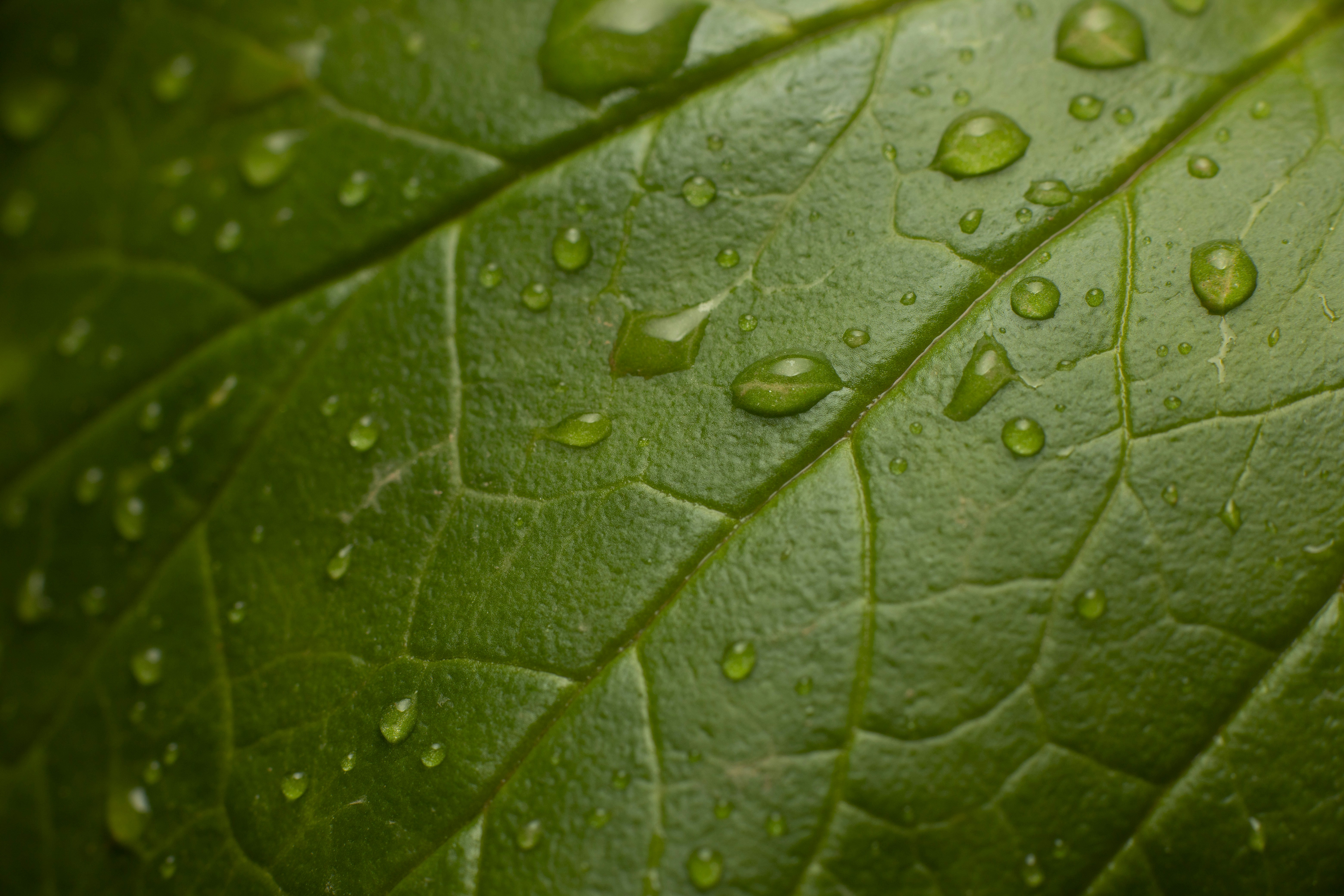 Photo by victor_vector