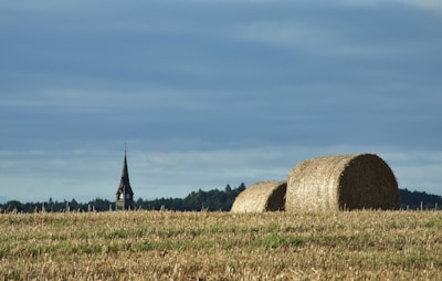 brown grass field under blue sky during daytime