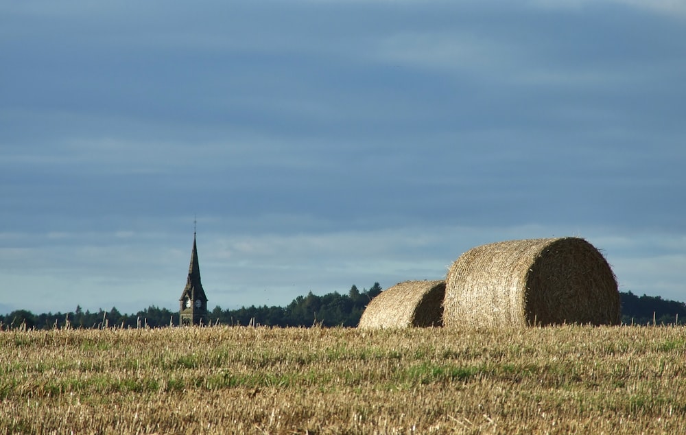 brown grass field under blue sky during daytime