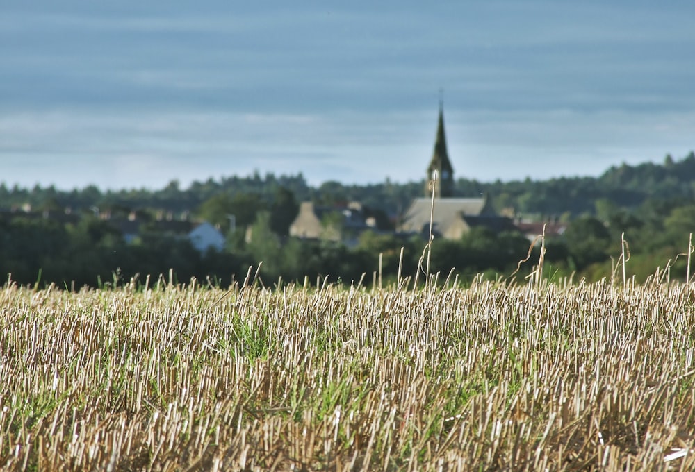 green grass field during daytime