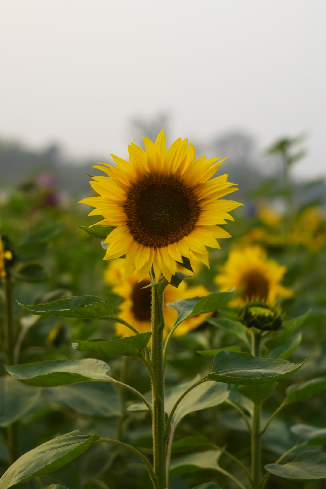 travelers stories about Landscape in Hathazari Agricultural Farm, Bangladesh