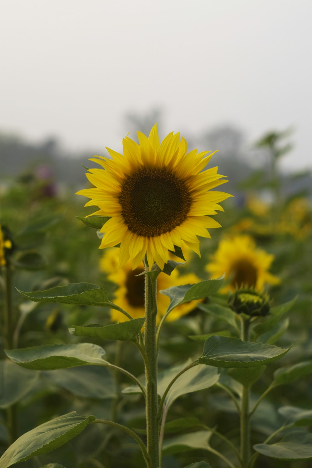 yellow sunflower in bloom during daytime