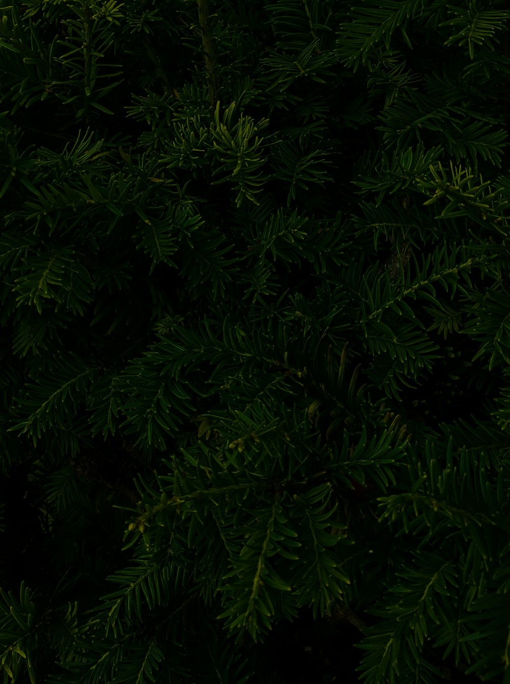 green leaves in close up photography