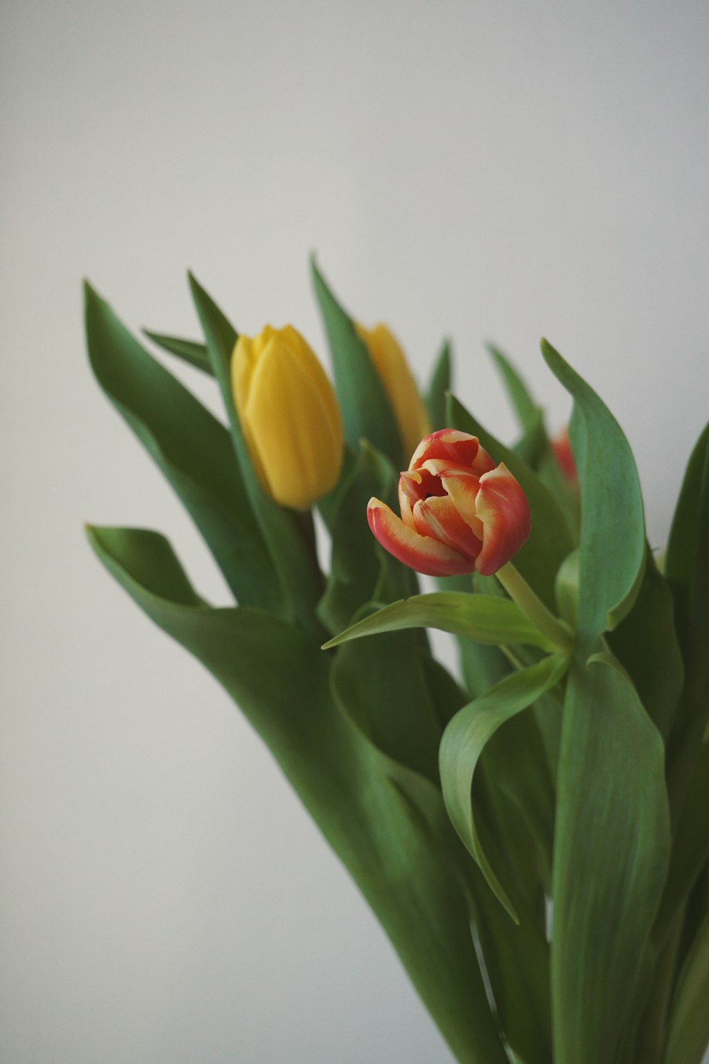 red and yellow tulips in bloom