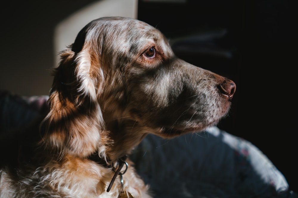 brown and white short coated dog