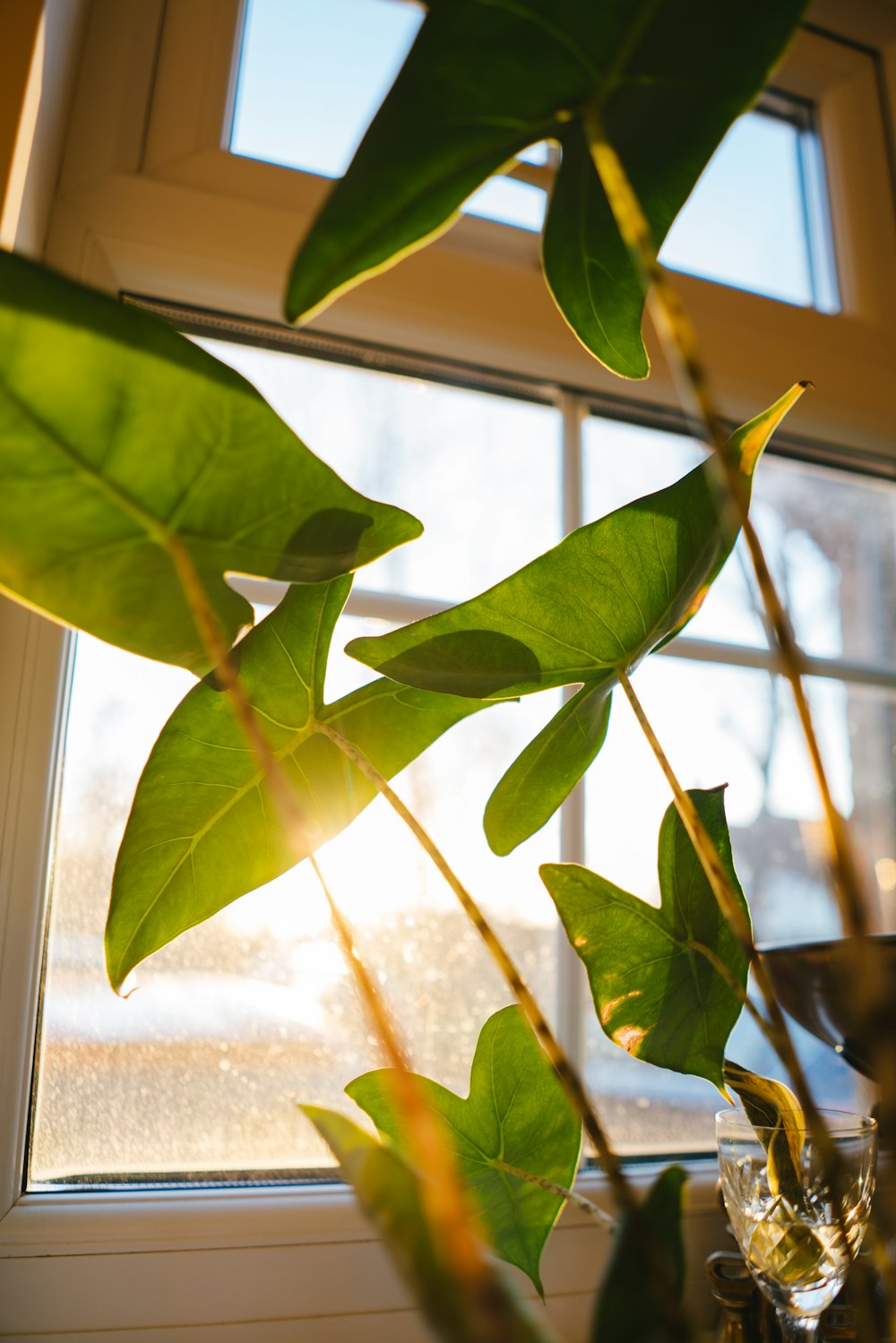 green leaves near glass window