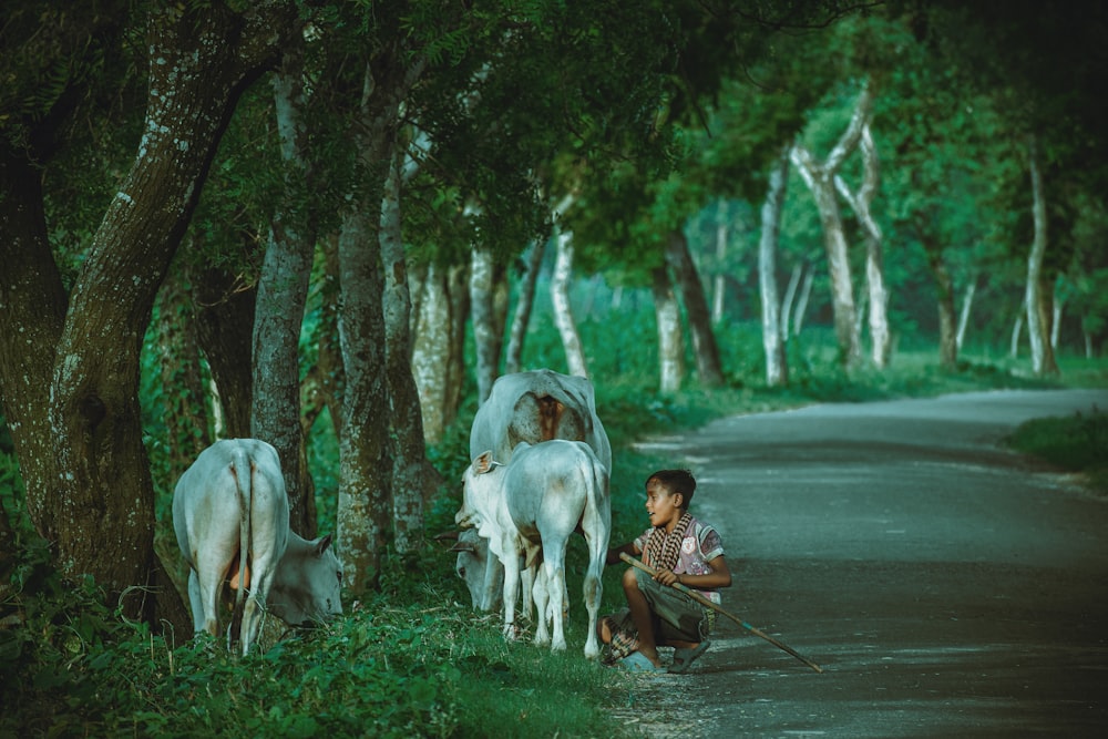 man in red and white stripe shirt riding on white horse