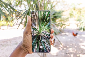 A person using a smartphone app to identify a green leafy plant indoors.