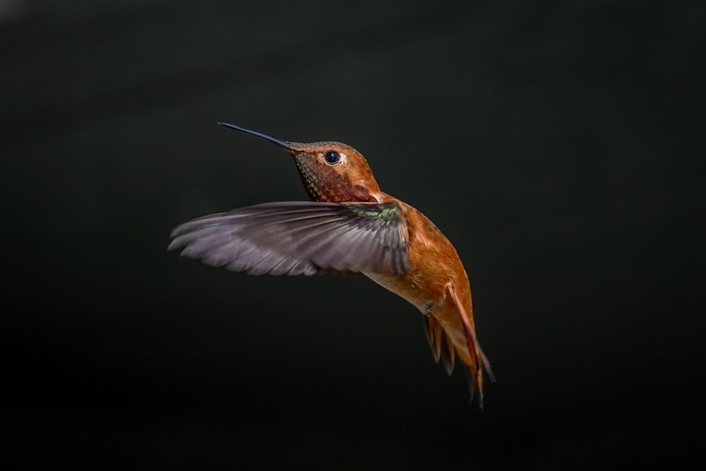 green and brown humming bird