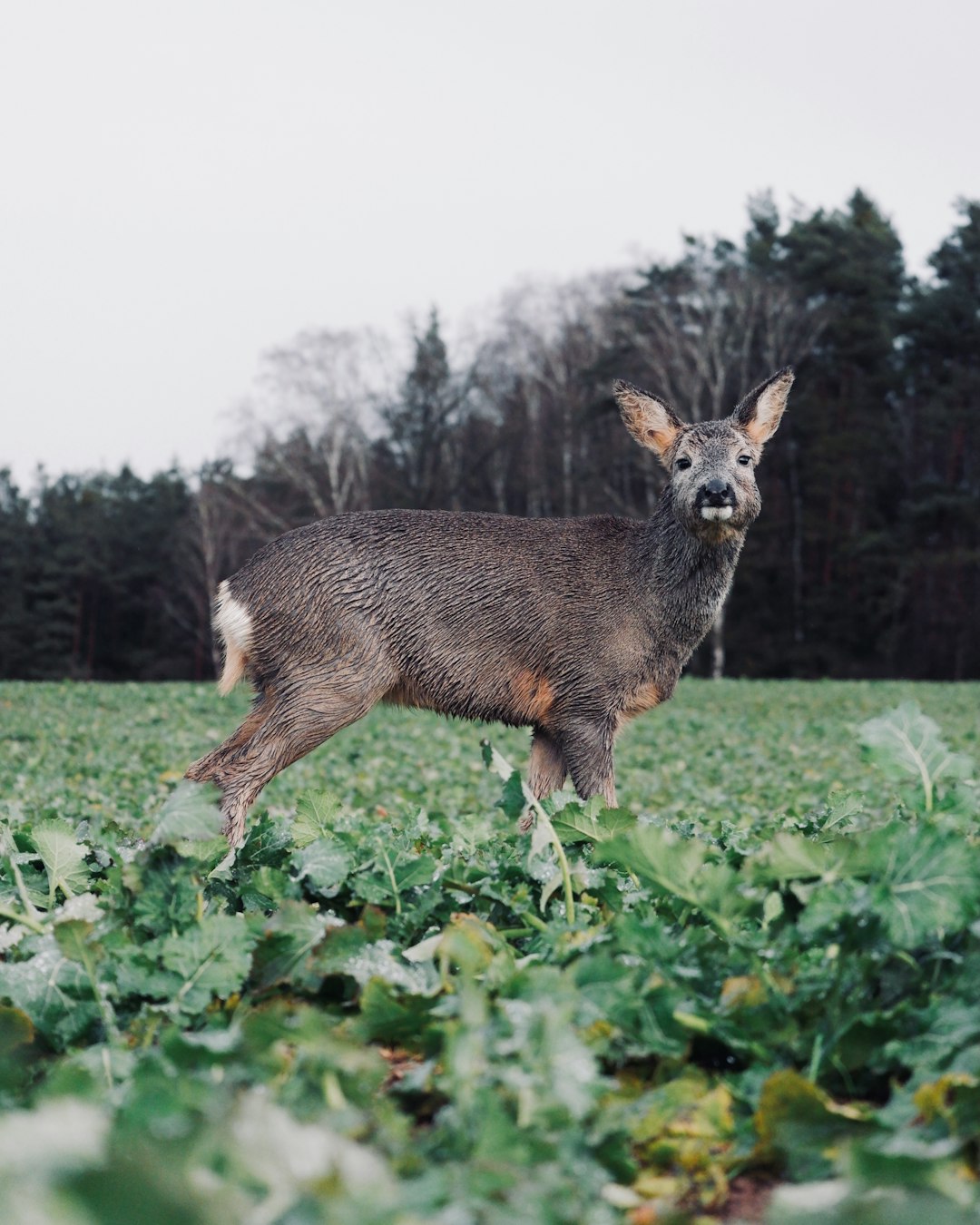 brown deer on green grass field during daytime