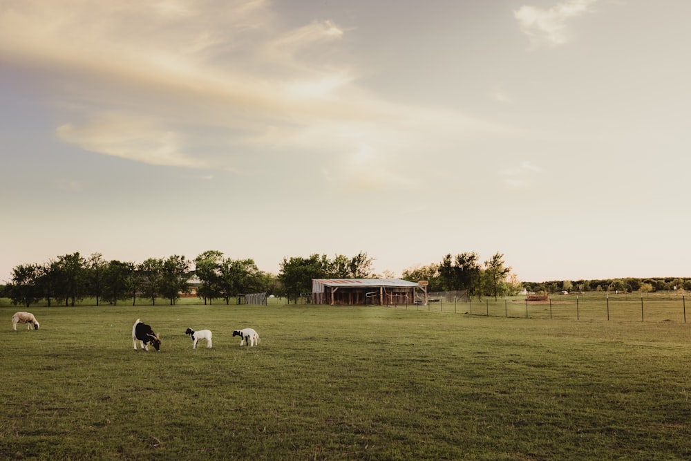 white and black cow on green grass field during daytime