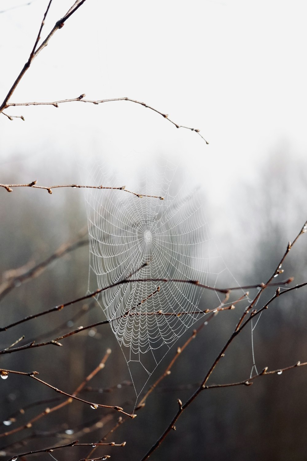 spider web on brown tree branch