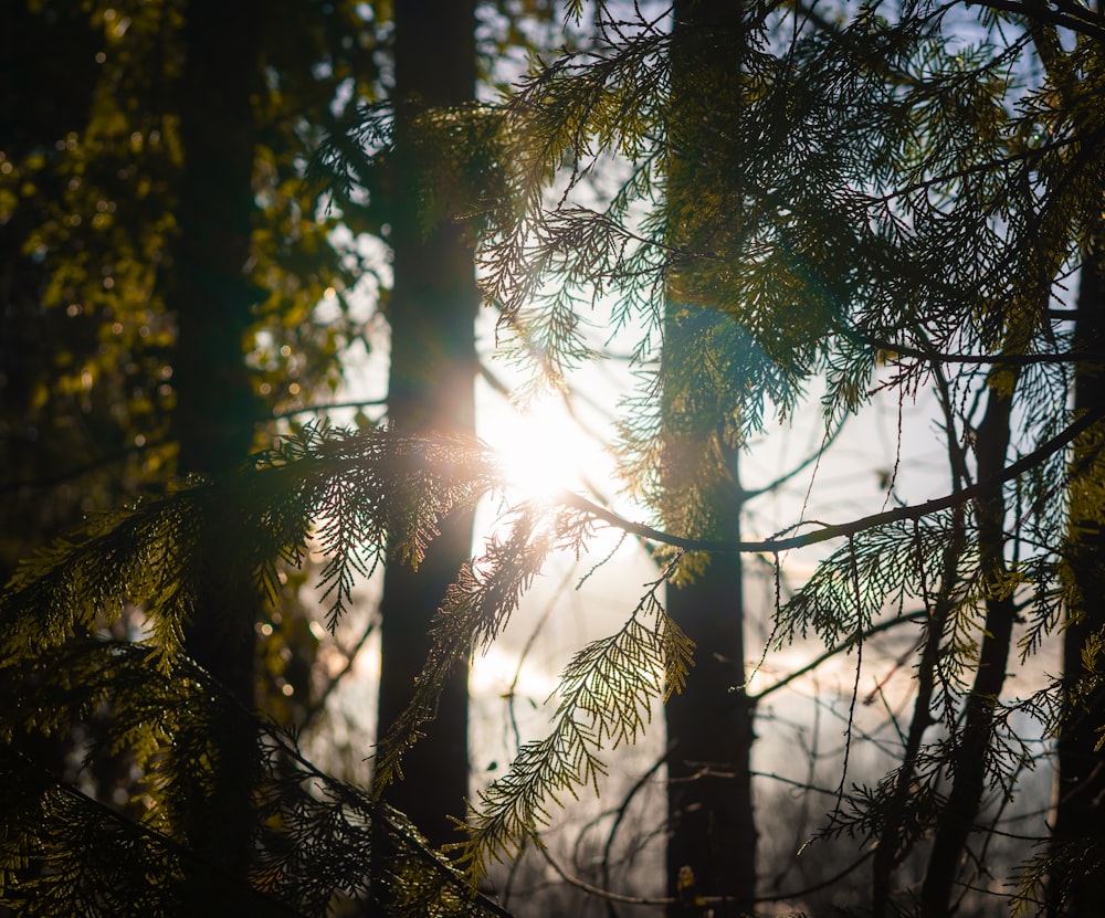 green trees in forest during daytime