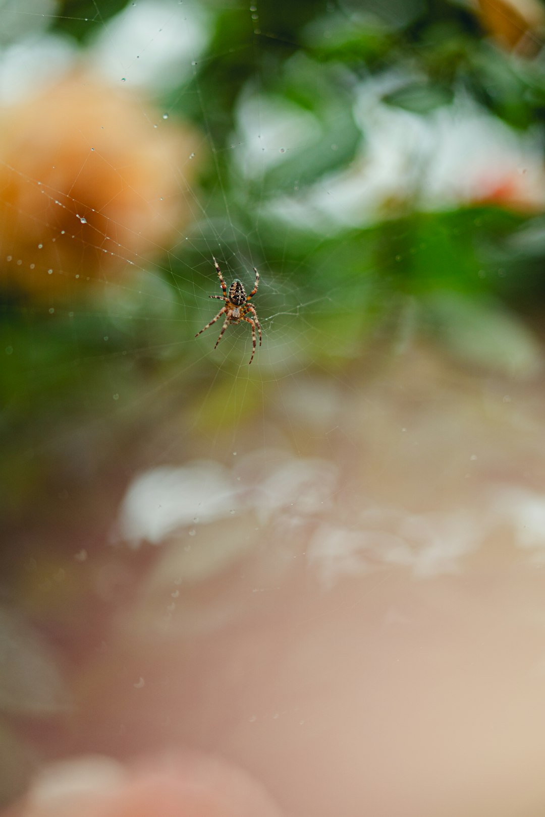 brown spider on web in close up photography during daytime