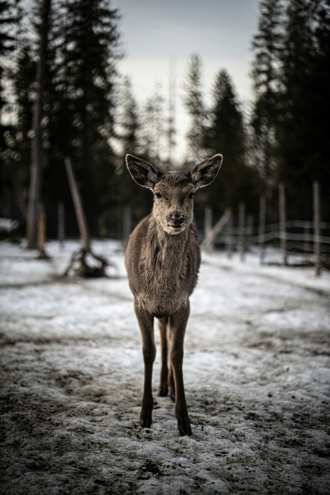 brown deer on snow covered ground during daytime