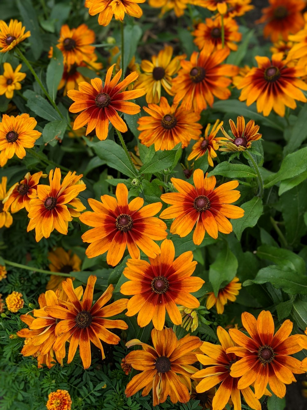 orange flowers with green leaves