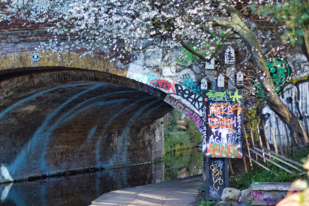 Weißer Kirschblütenbaum in der Nähe des Flusses