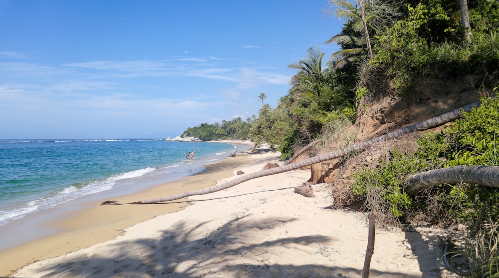 people on beach during daytime