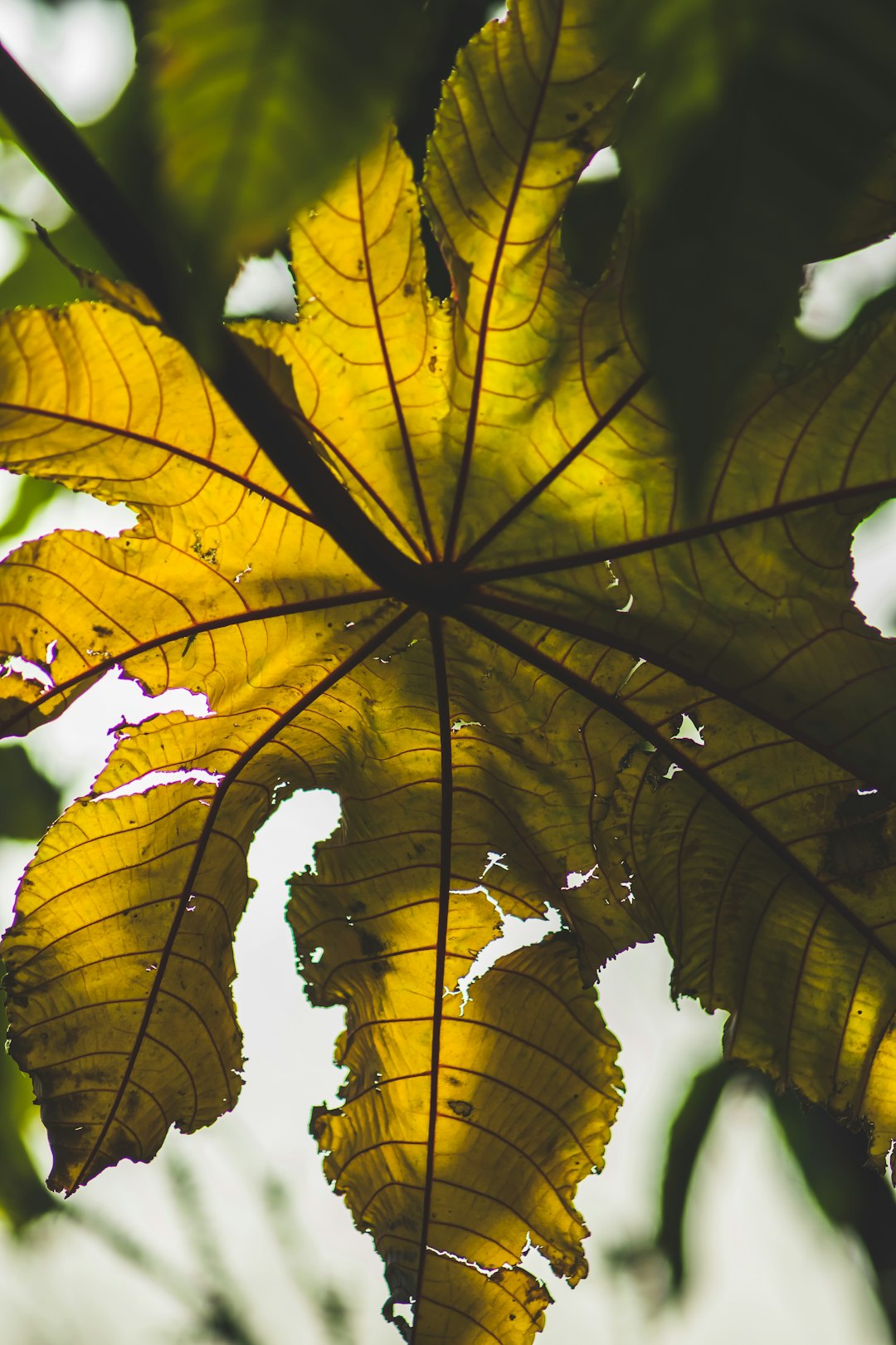 yellow and green leaves during daytime