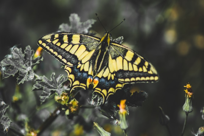 tiger swallowtail butterfly perched on yellow flower in close up photography during daytime