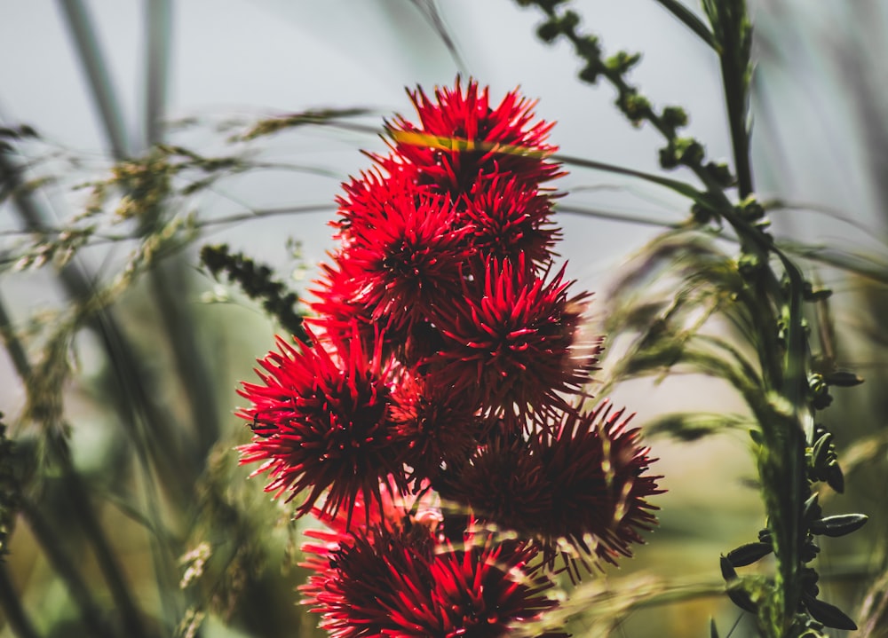 a bunch of red flowers sitting on top of a lush green field