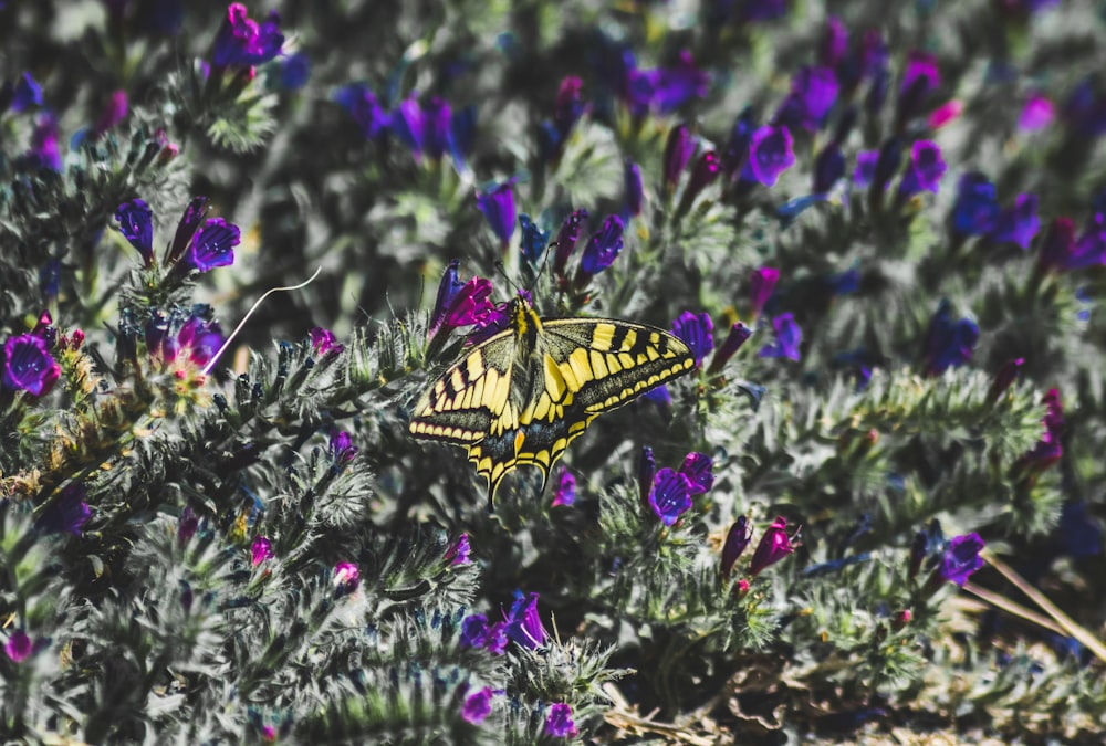 yellow and black butterfly on purple flower