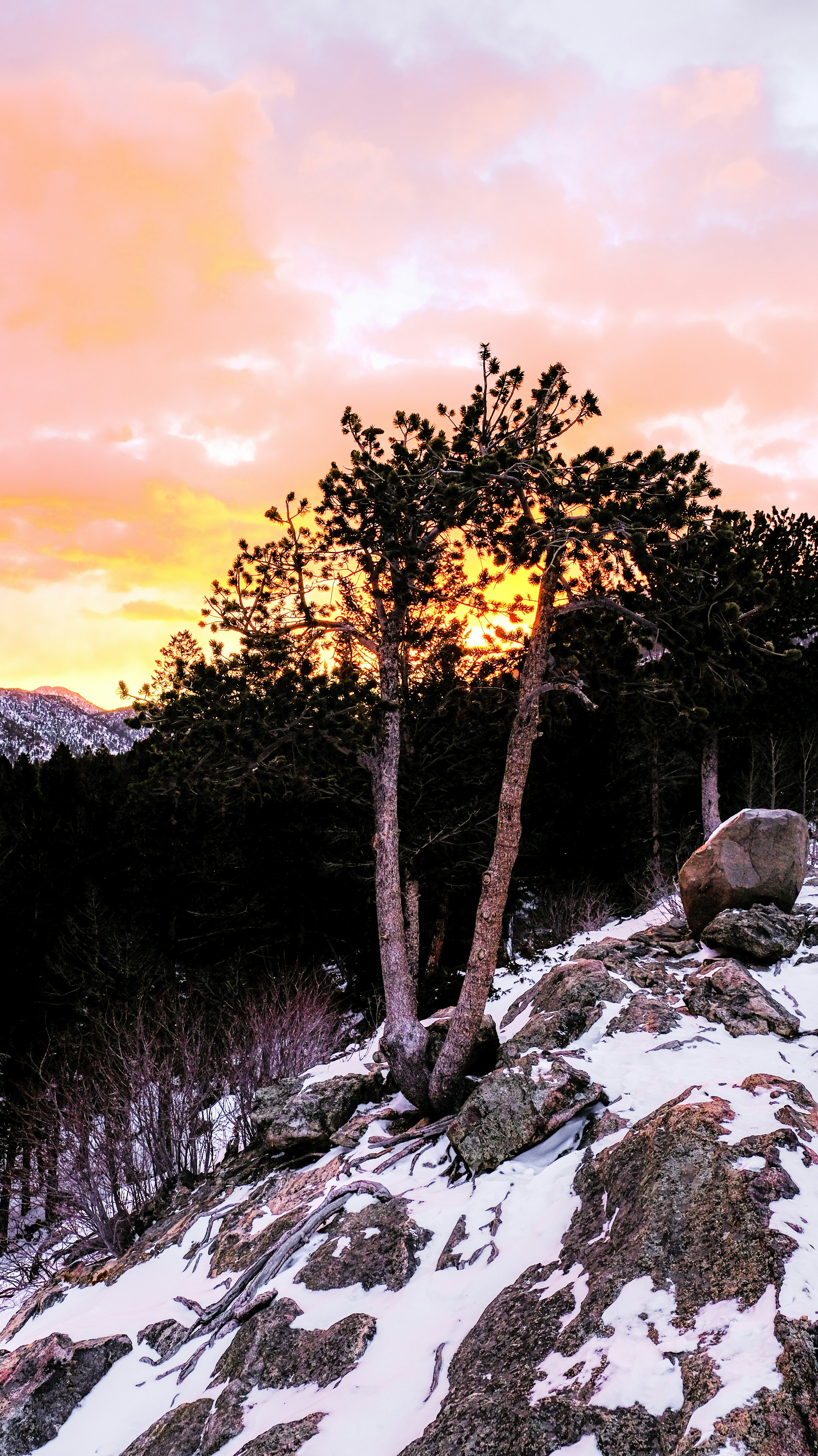 brown tree on rocky hill during daytime