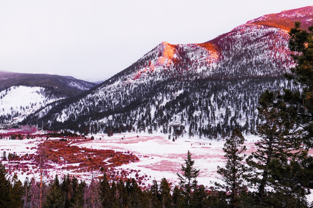 green trees on white snow covered mountain during daytime