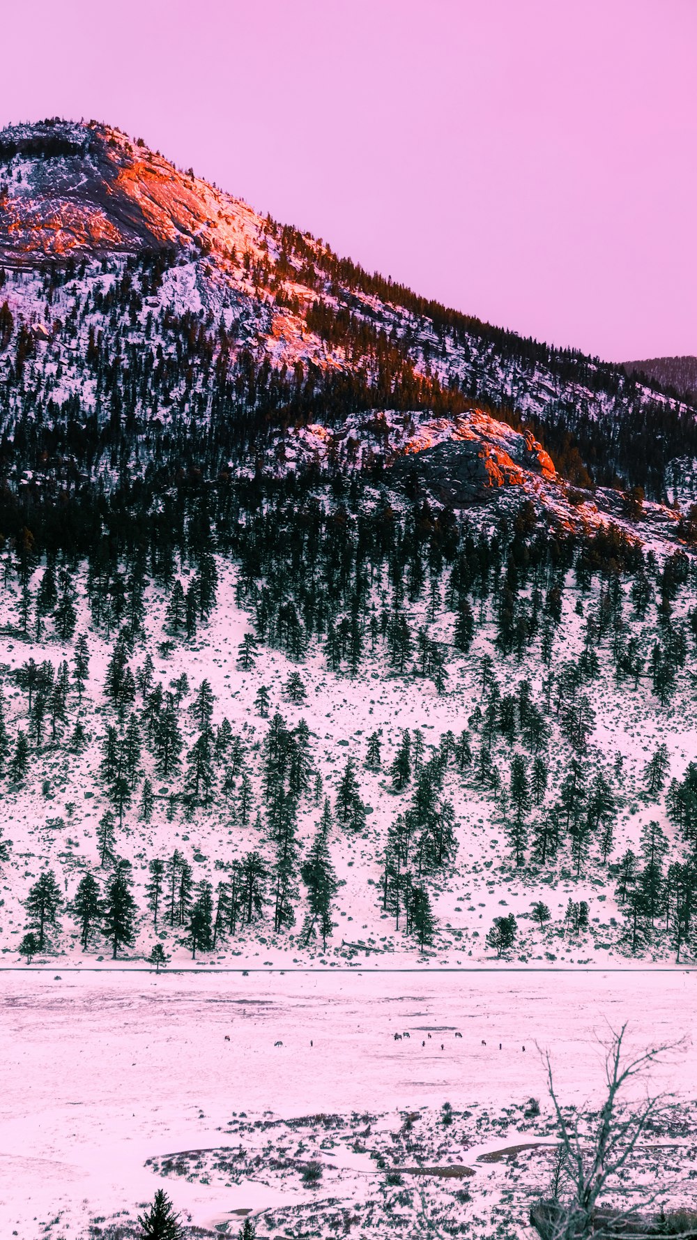 árvores verdes no solo coberto de neve durante o dia