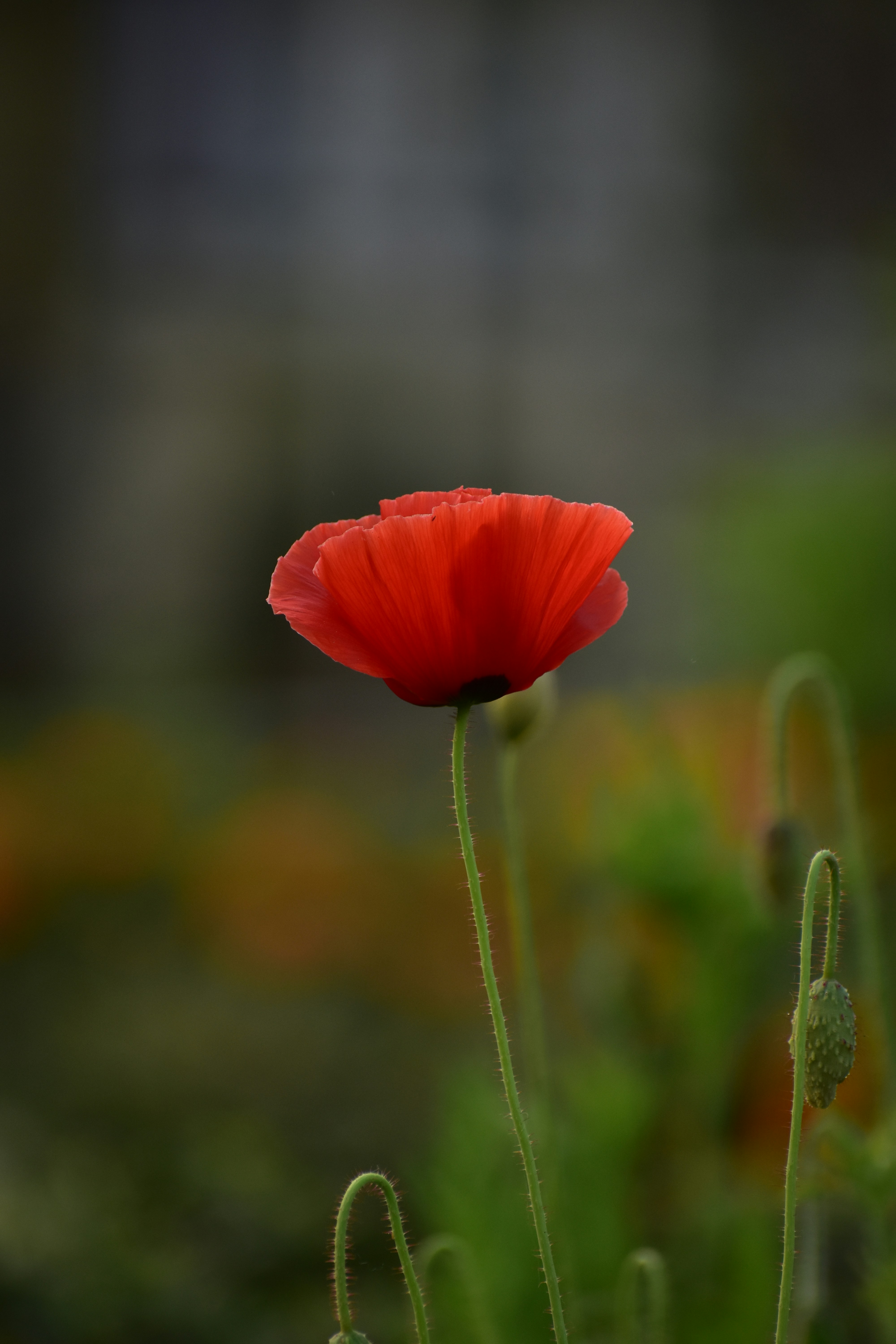 Photo by shyamalsd